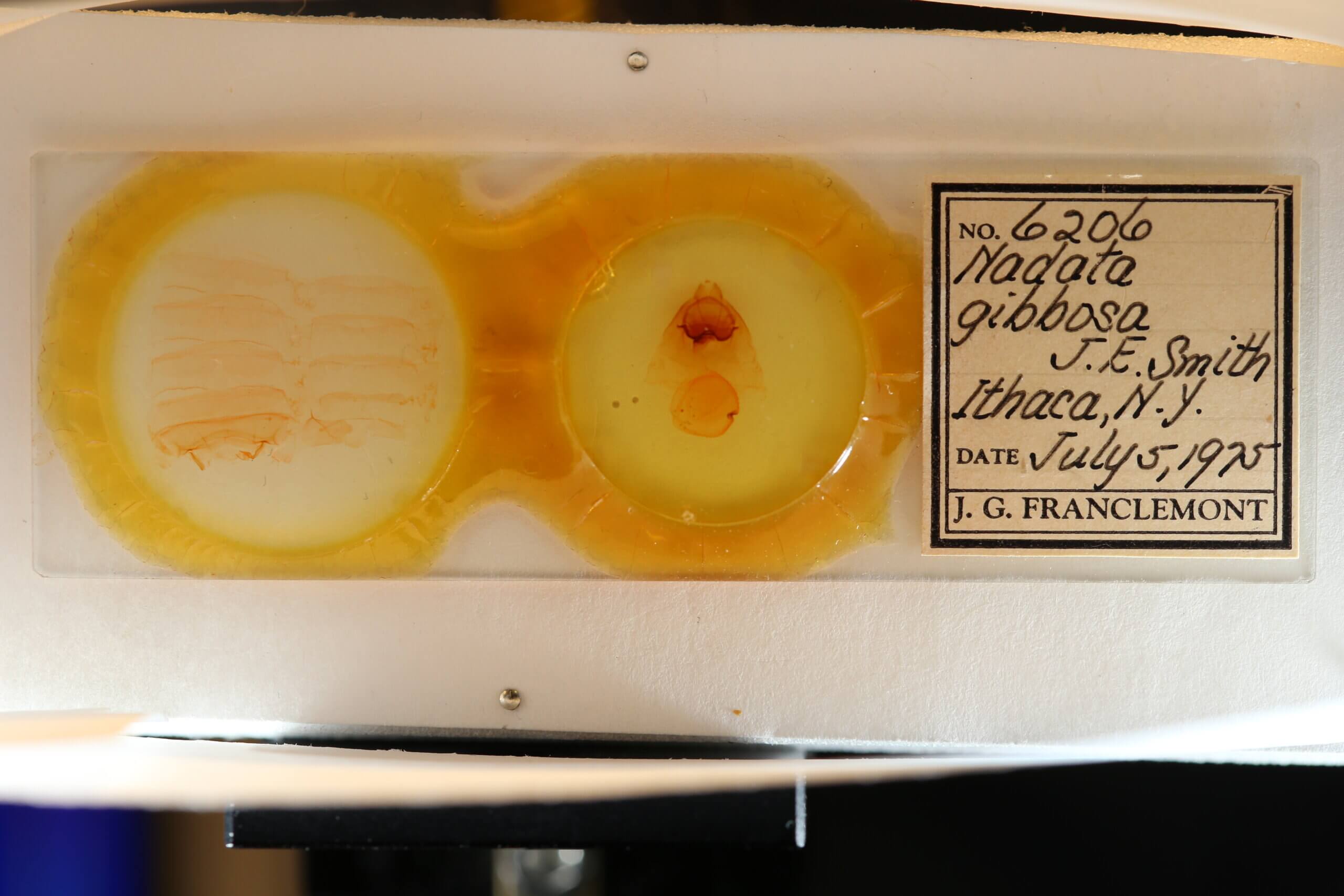 slide view of adult Nadata gibbosa