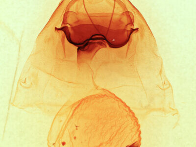 genitalia view of adult Nadata gibbosa