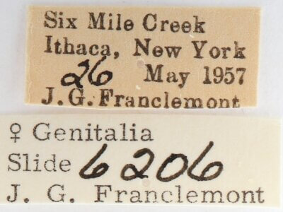 label view of adult Nadata gibbosa