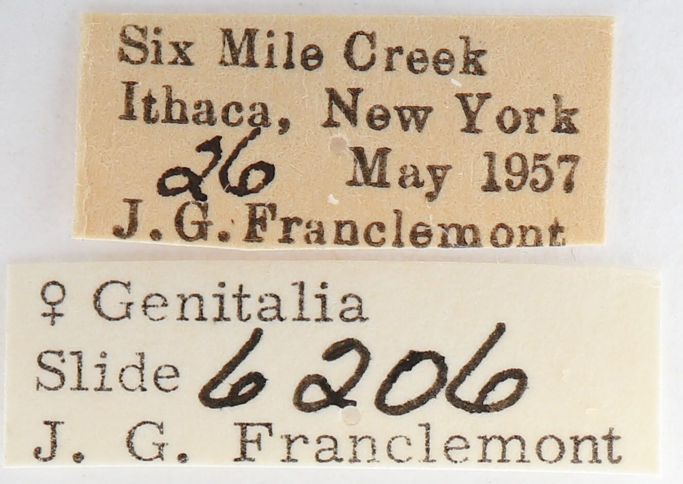 label view of adult Nadata gibbosa