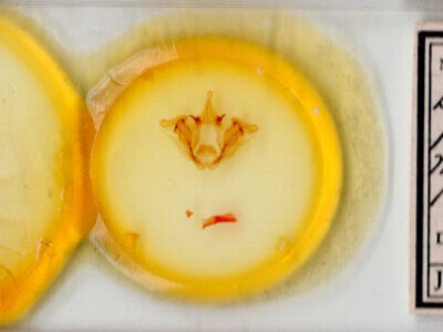 slide view of adult Datana perspicua