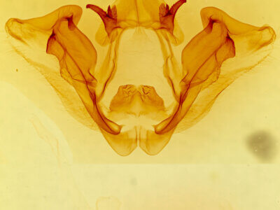 genitalia view of adult Datana perspicua