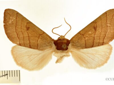 dorsal view of adult Datana perspicua