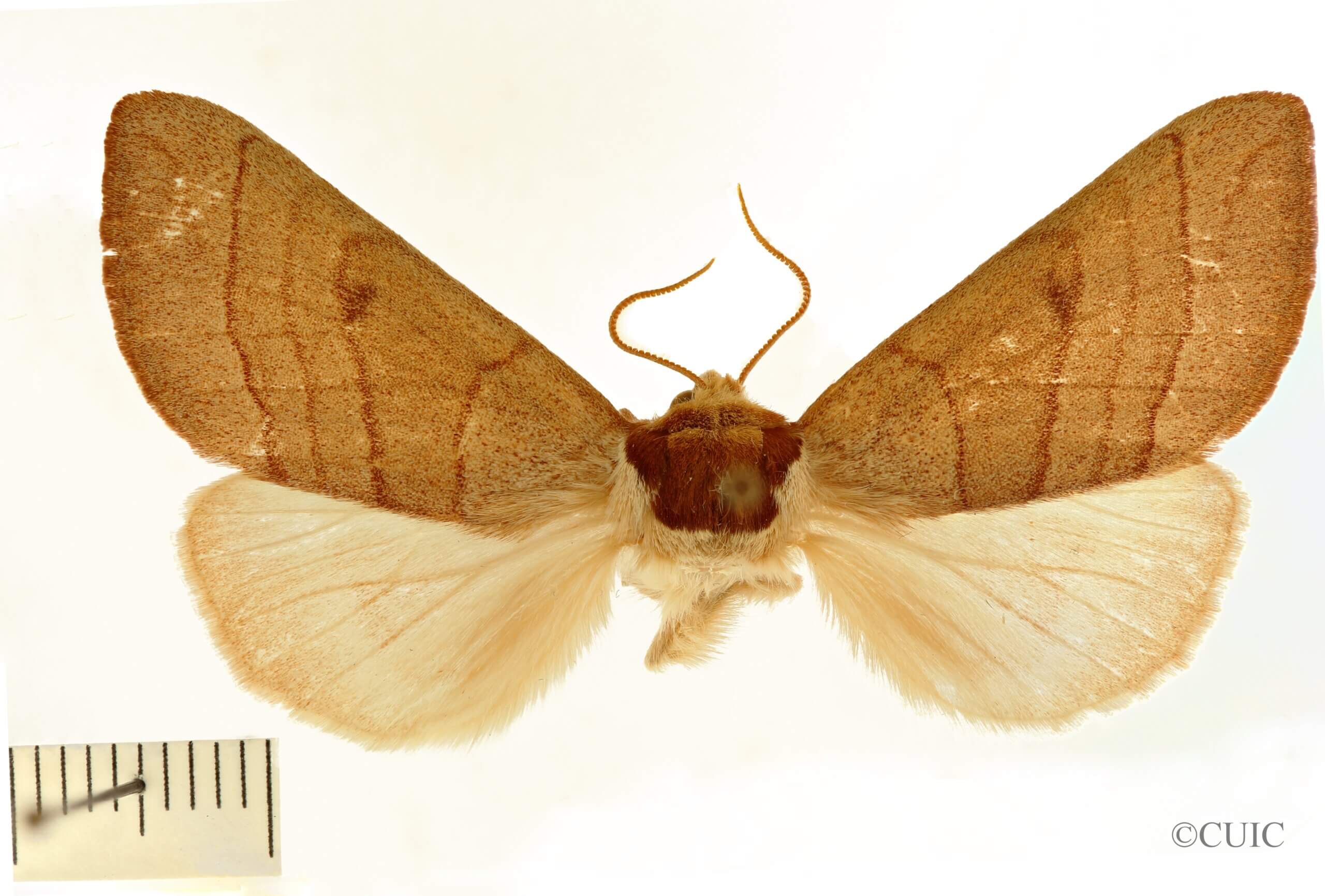 dorsal view of adult Datana perspicua