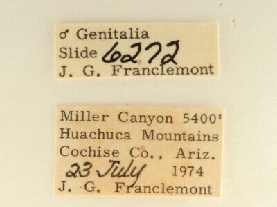 label view of adult Datana perspicua