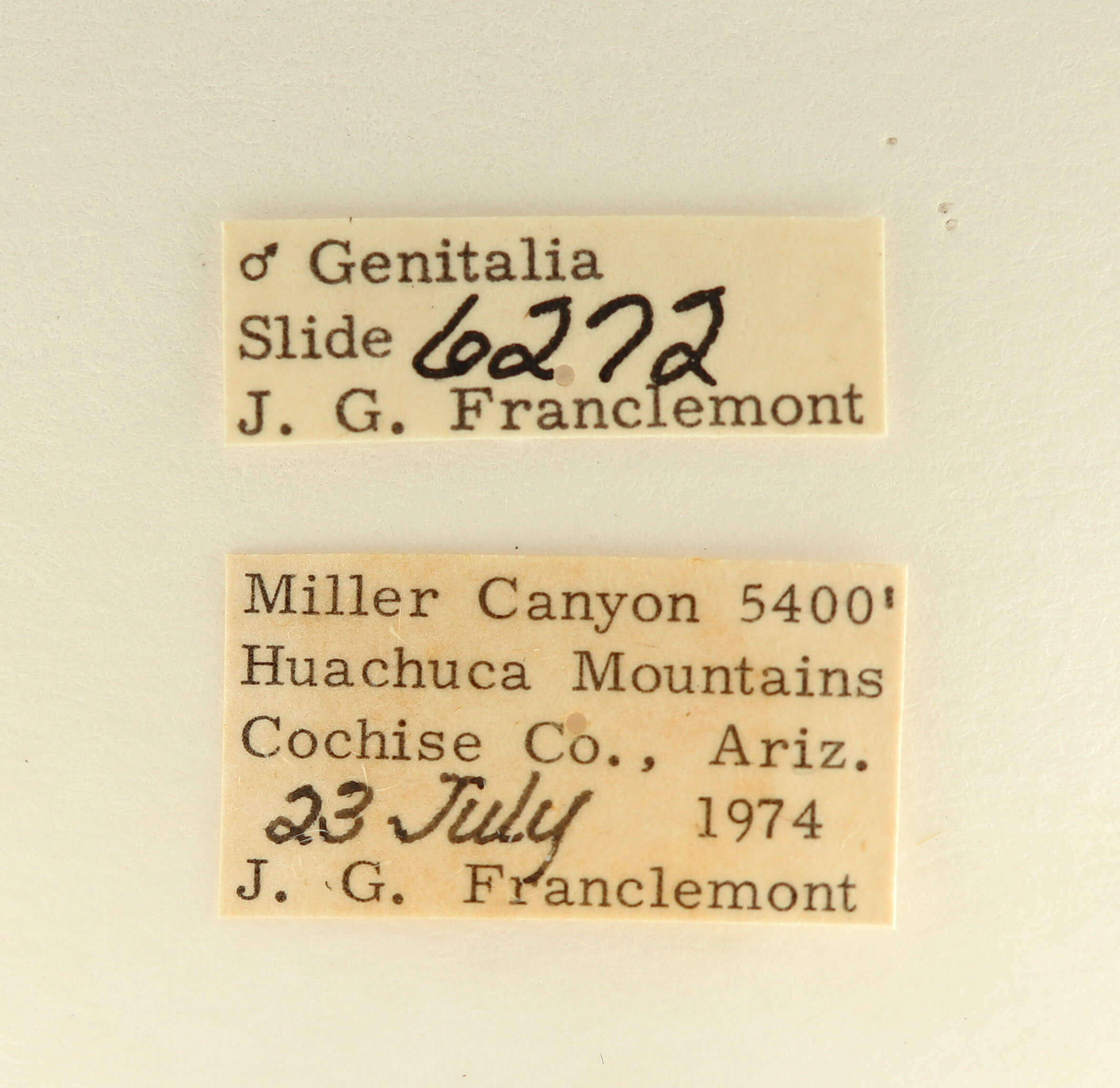 label view of adult Datana perspicua