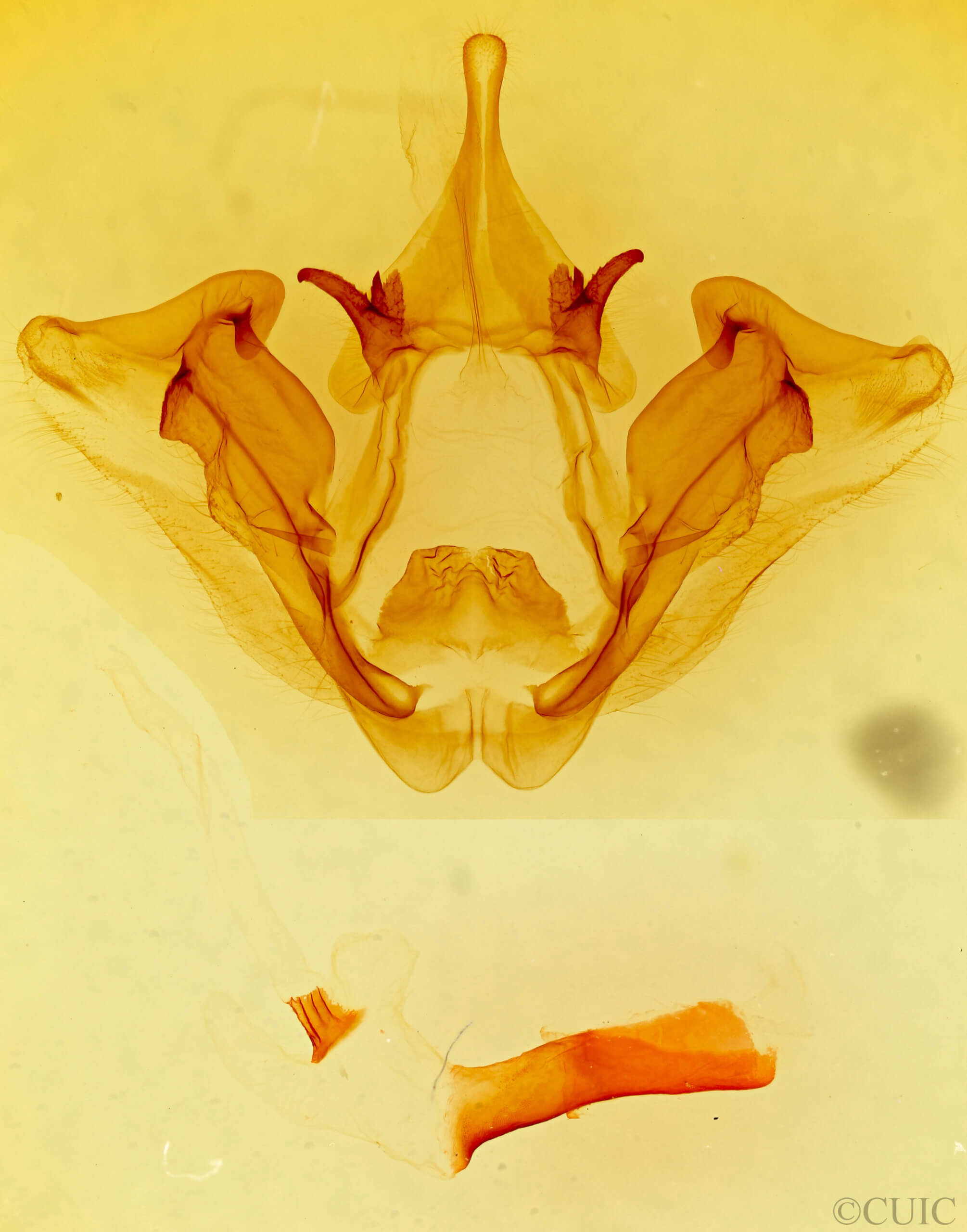 genitalia view of adult Datana perspicua