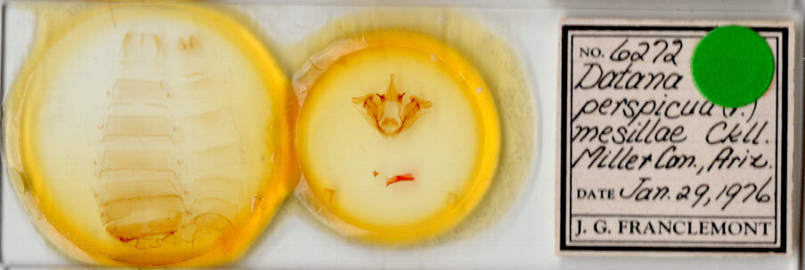 slide view of adult Datana perspicua