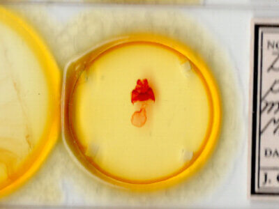 slide view of adult Datana perspicua