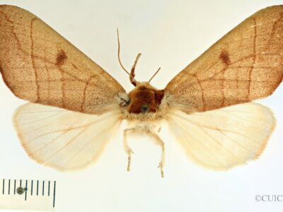 dorsal view of adult Datana perspicua