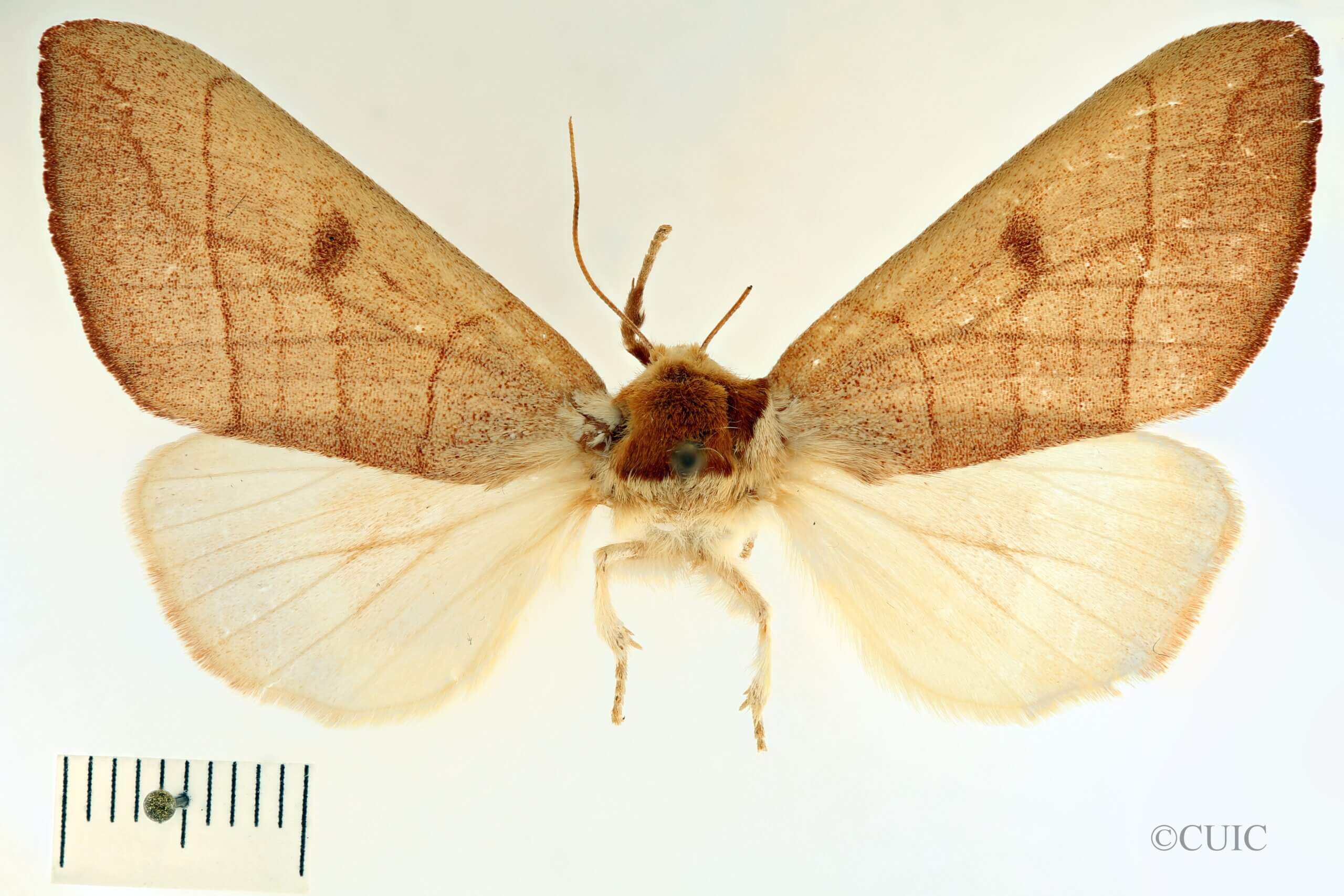 dorsal view of adult Datana perspicua