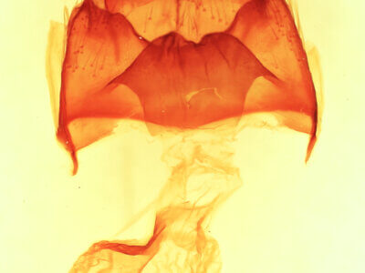 genitalia view of adult Datana perspicua