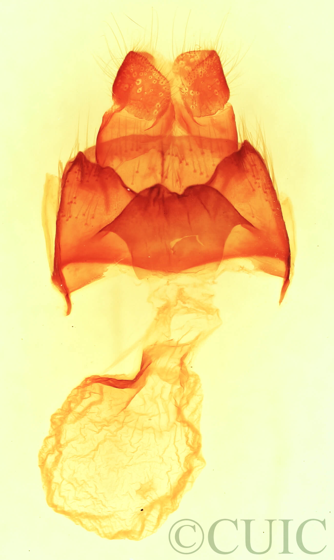 genitalia view of adult Datana perspicua