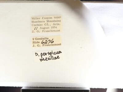 label view of adult Datana perspicua