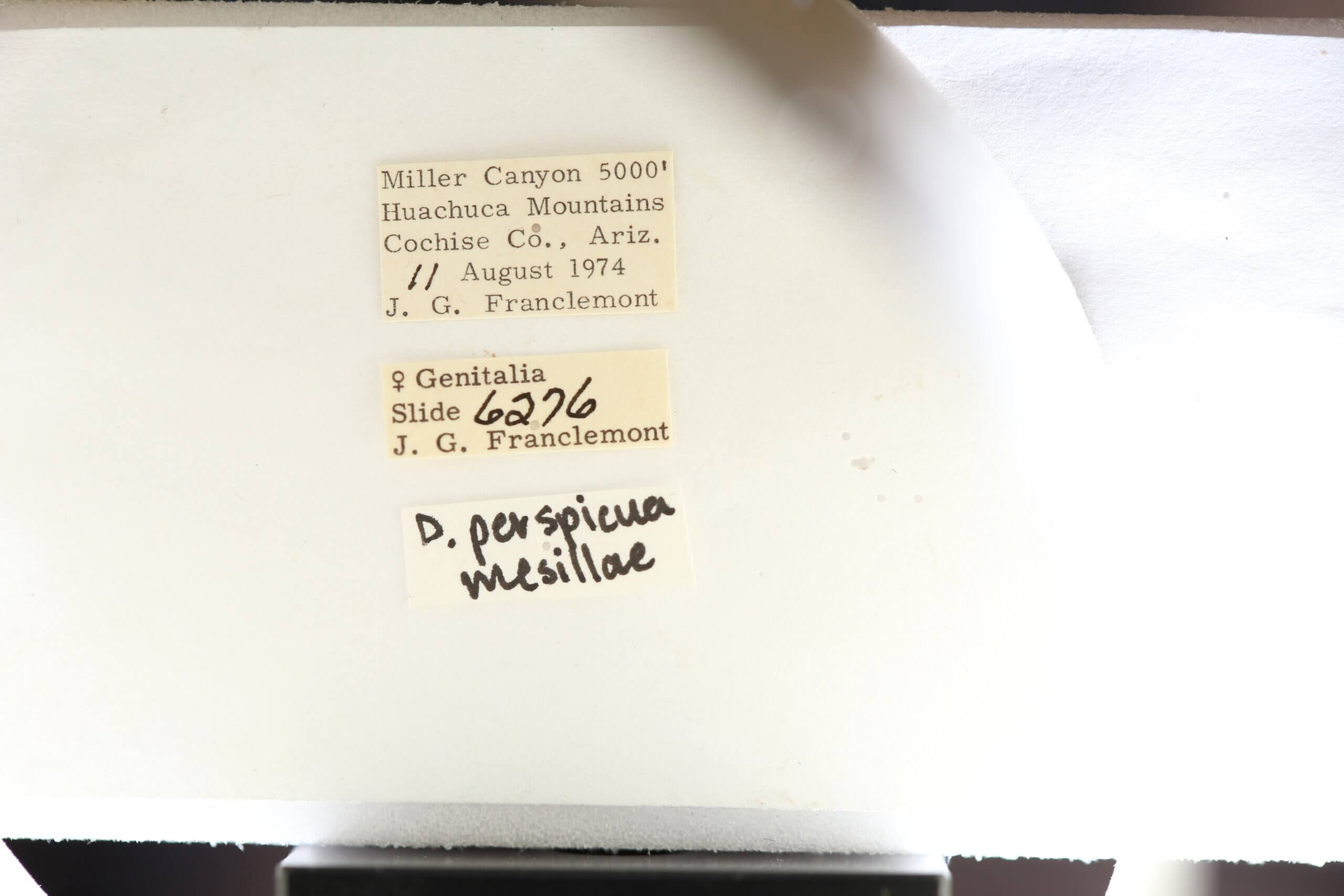 label view of adult Datana perspicua