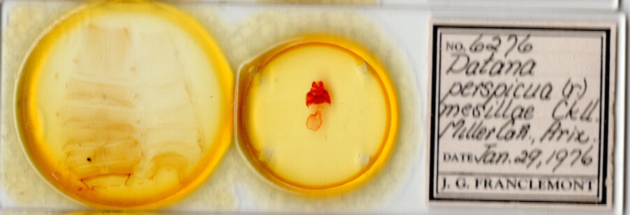 slide view of adult Datana perspicua