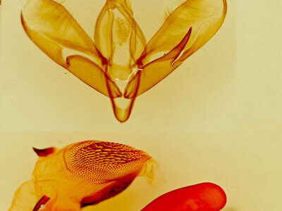 genitalia view of adult Tarache areli