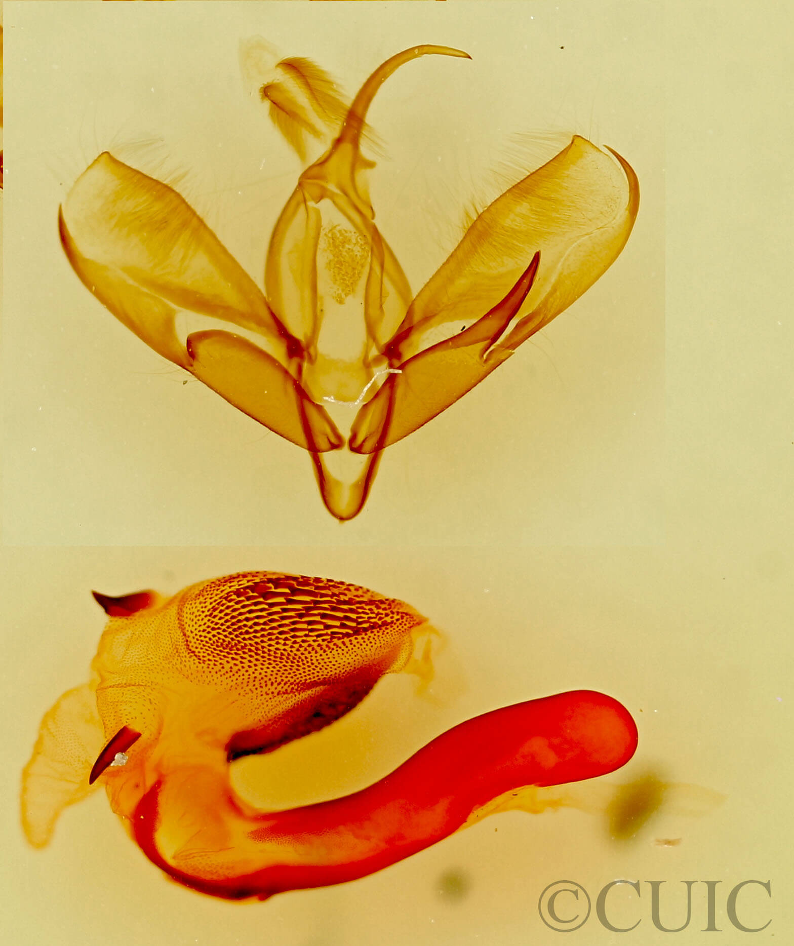 genitalia view of adult Tarache areli