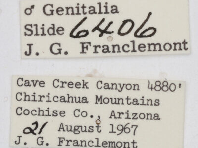 label view of adult Tarache areli