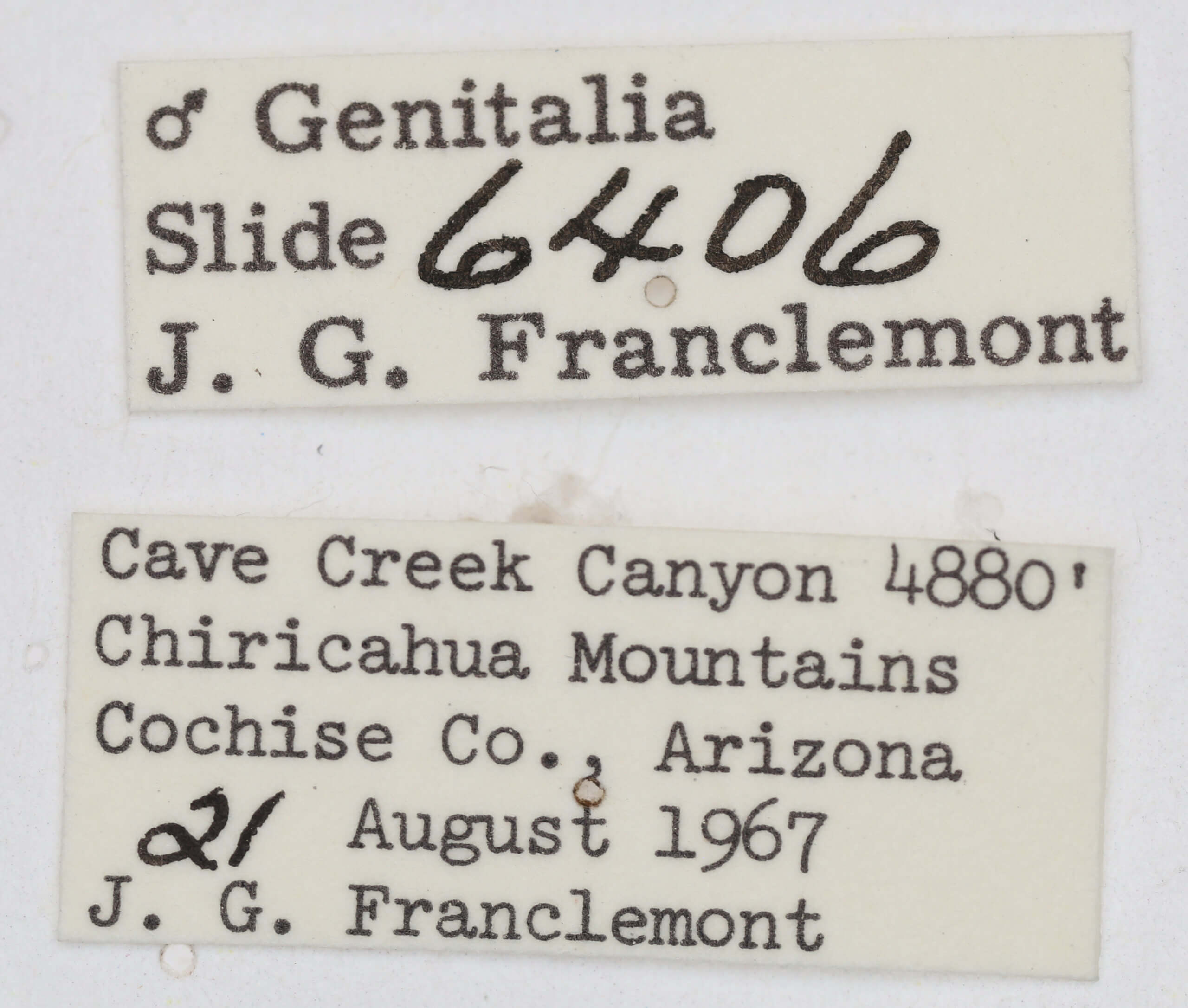 label view of adult Tarache areli