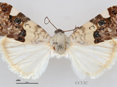 dorsal view of adult Tarache areli