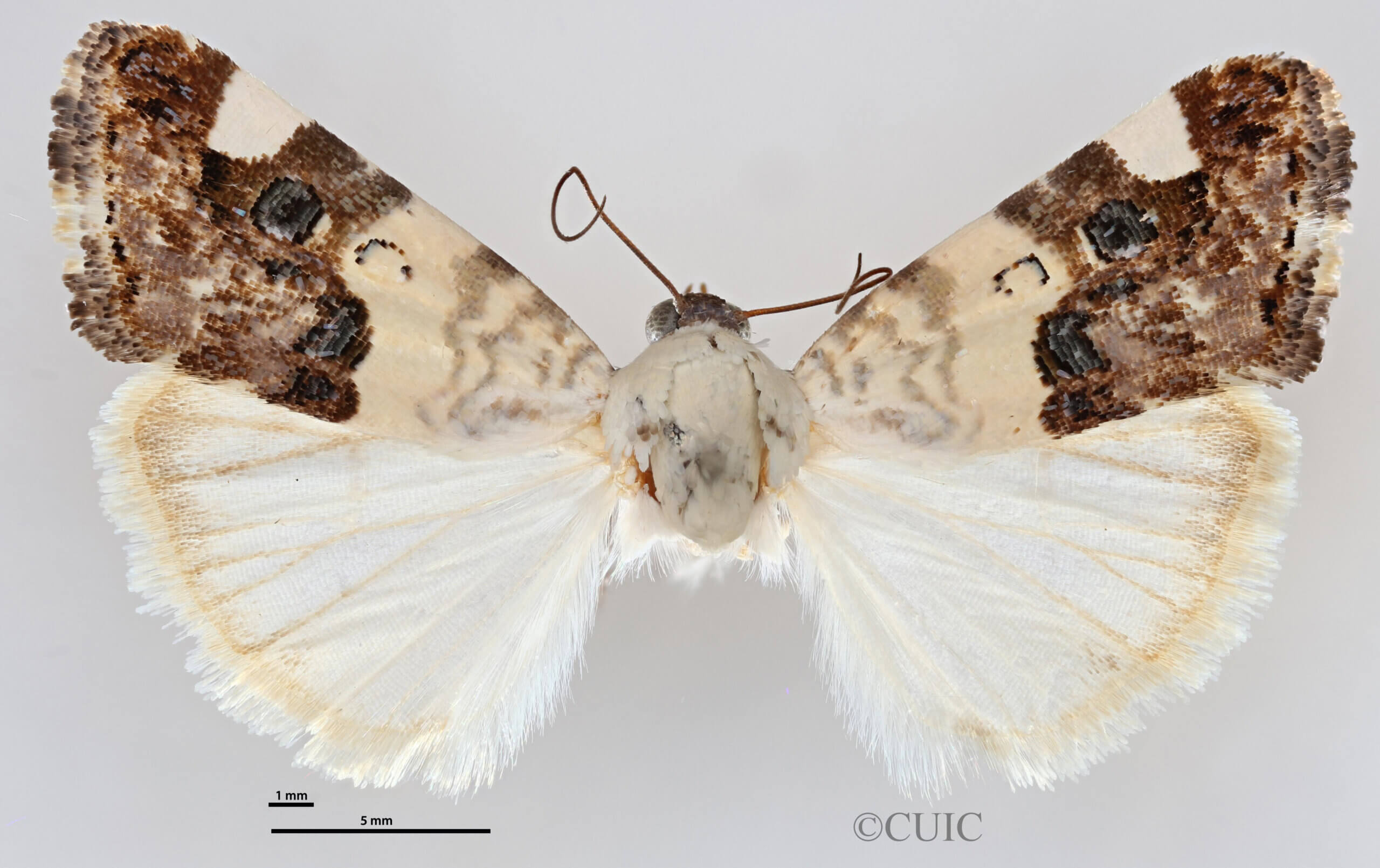 dorsal view of adult Tarache areli
