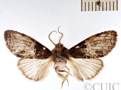 dorsal view of adult Afilia cinerea in Afilia cinerea 6804