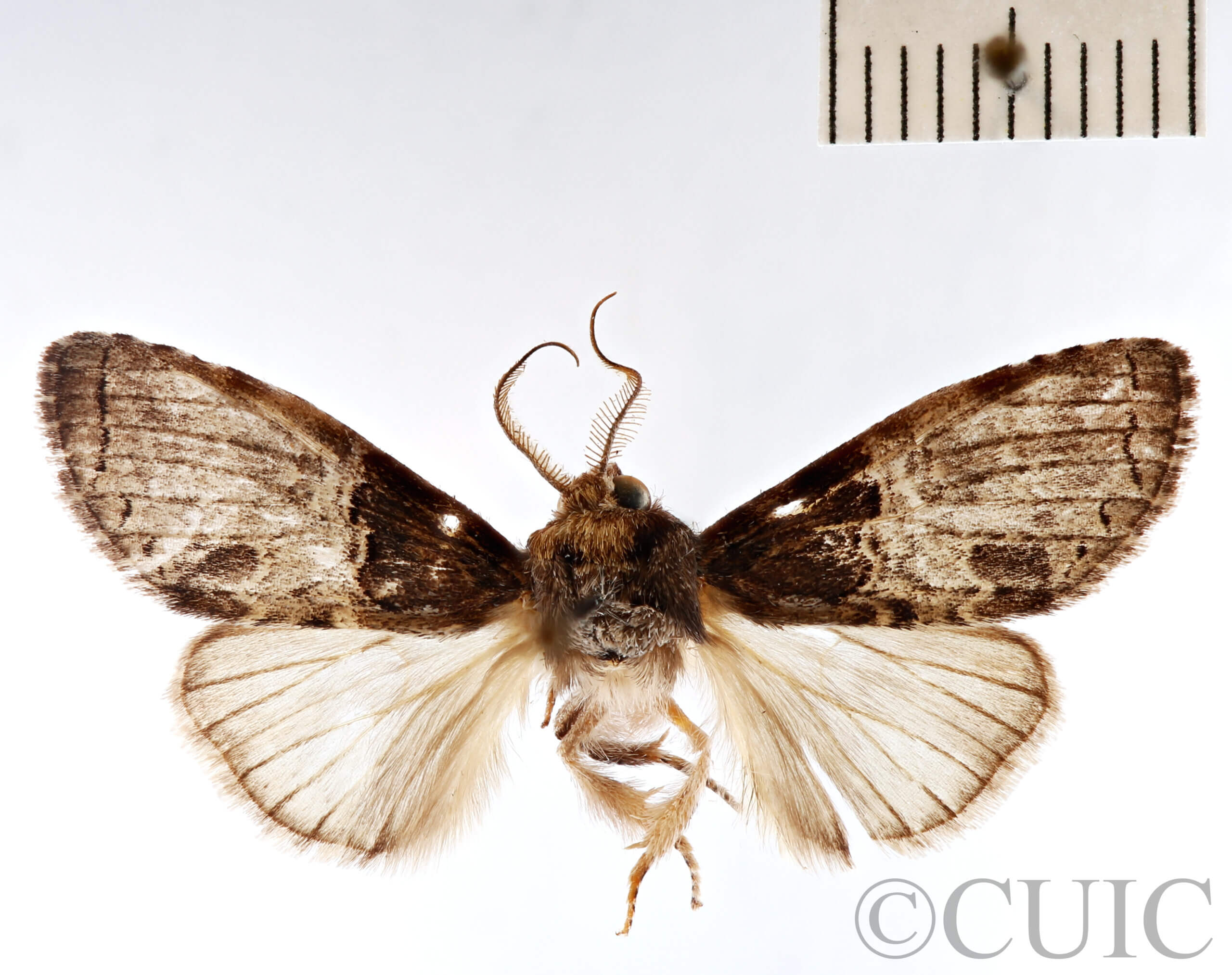 dorsal view of adult Afilia cinerea in Afilia cinerea 6804