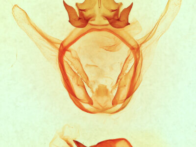 genitalia view of adult Afilia cinerea