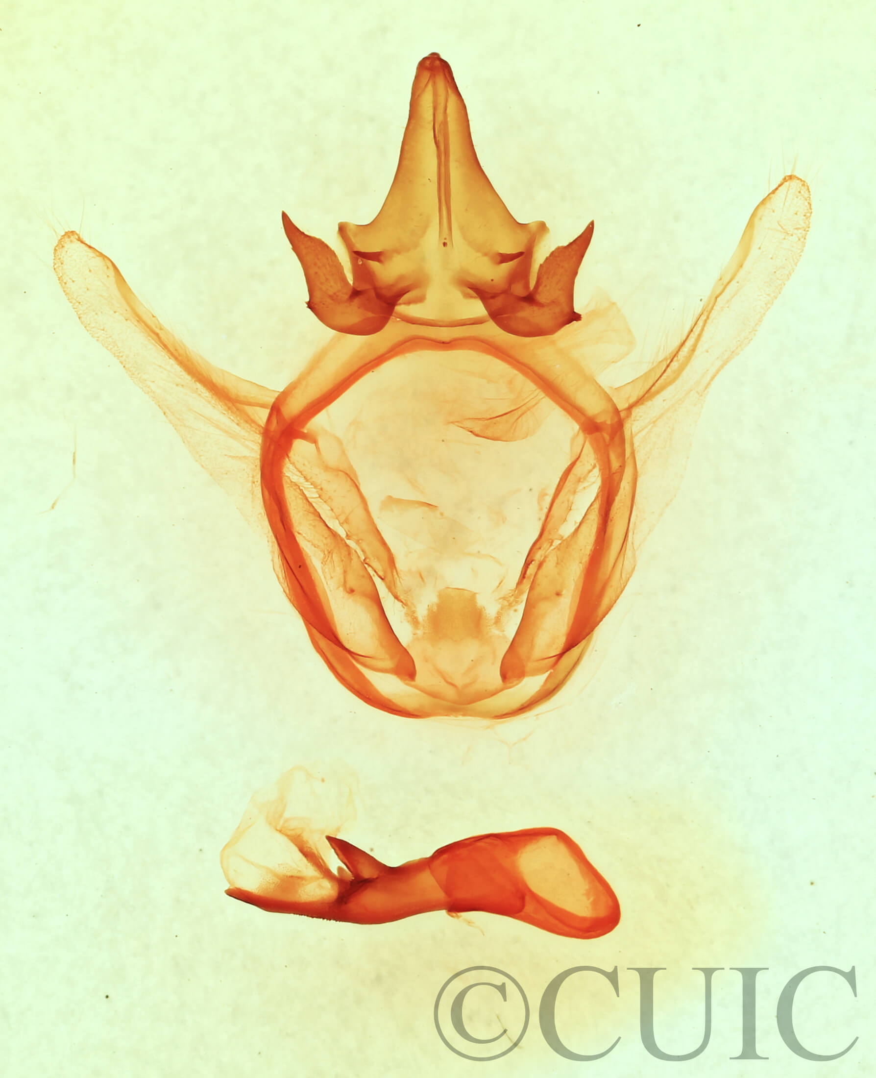 genitalia view of adult Afilia cinerea
