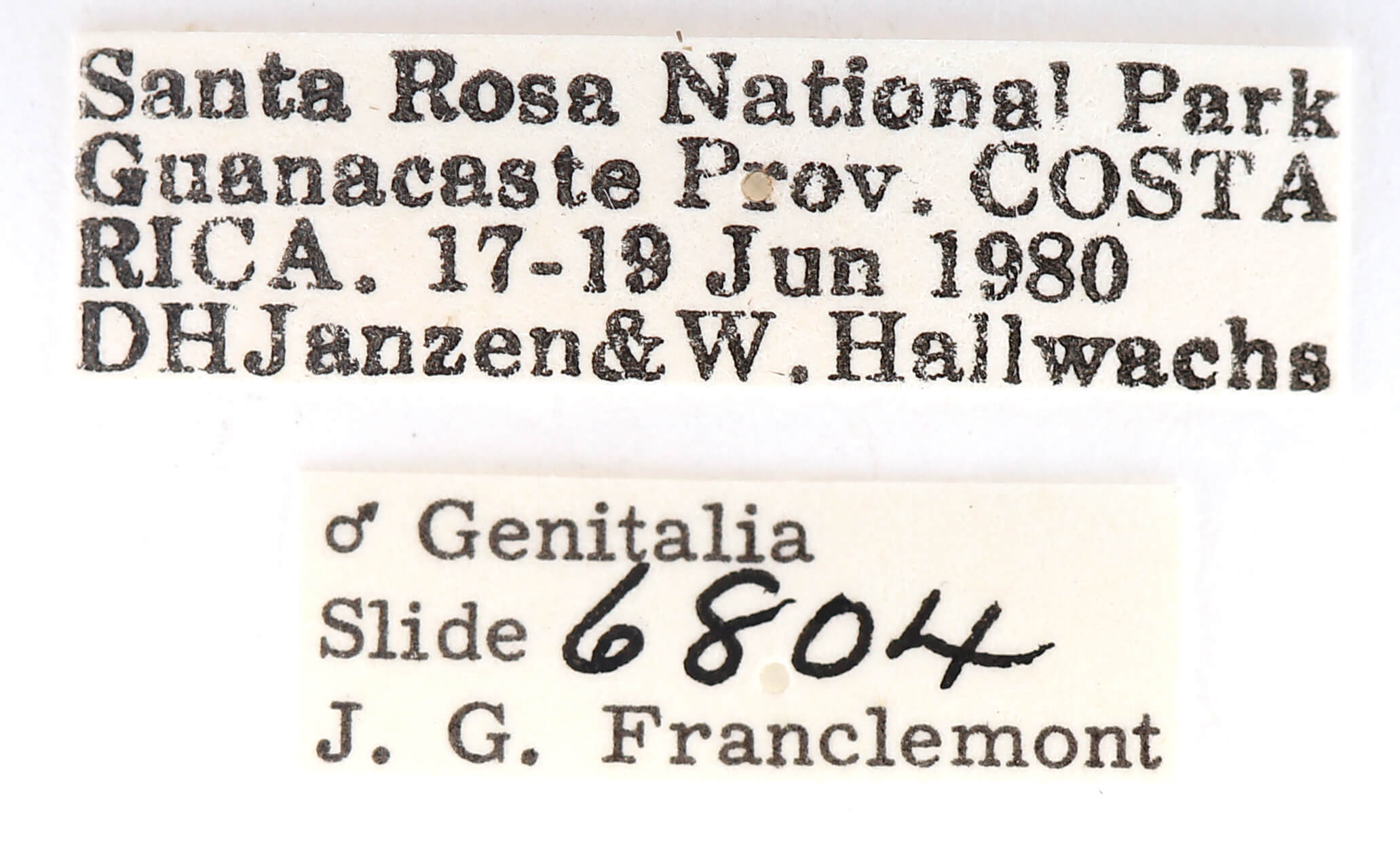 label view of adult Afilia cinerea