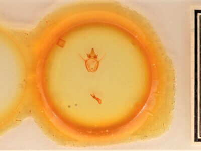 slide view of adult Afilia cinerea