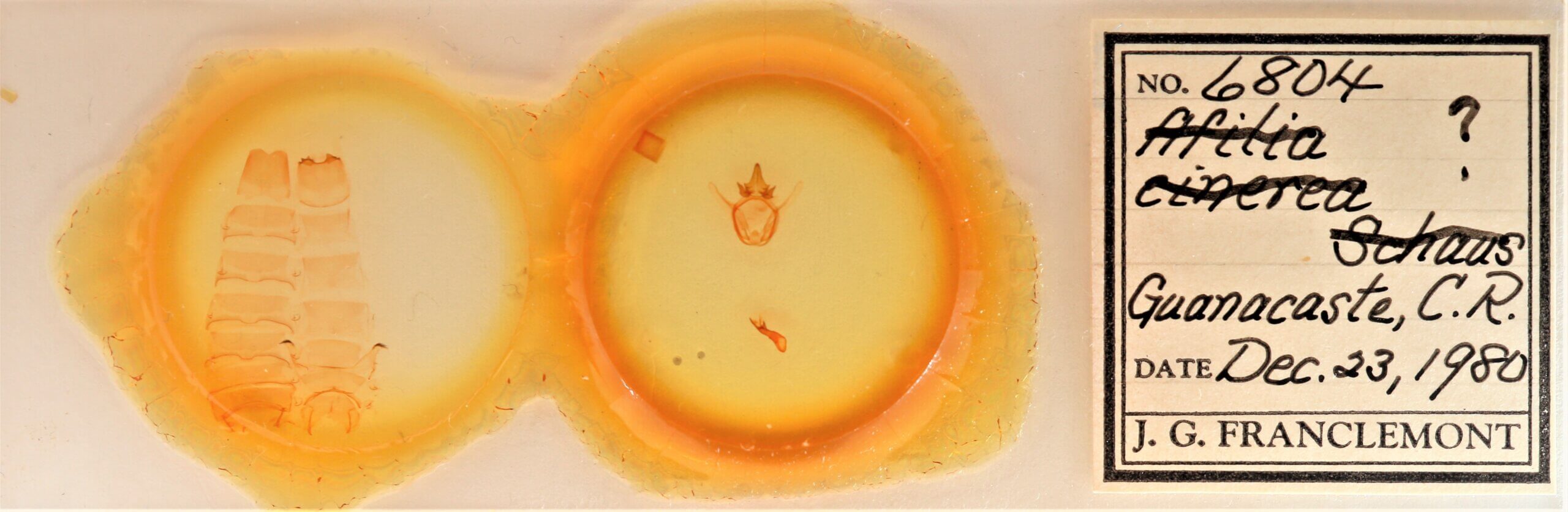 slide view of adult Afilia cinerea