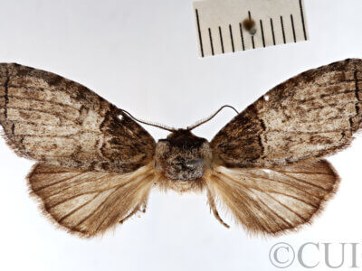 dorsal view of adult Afilia cinerea