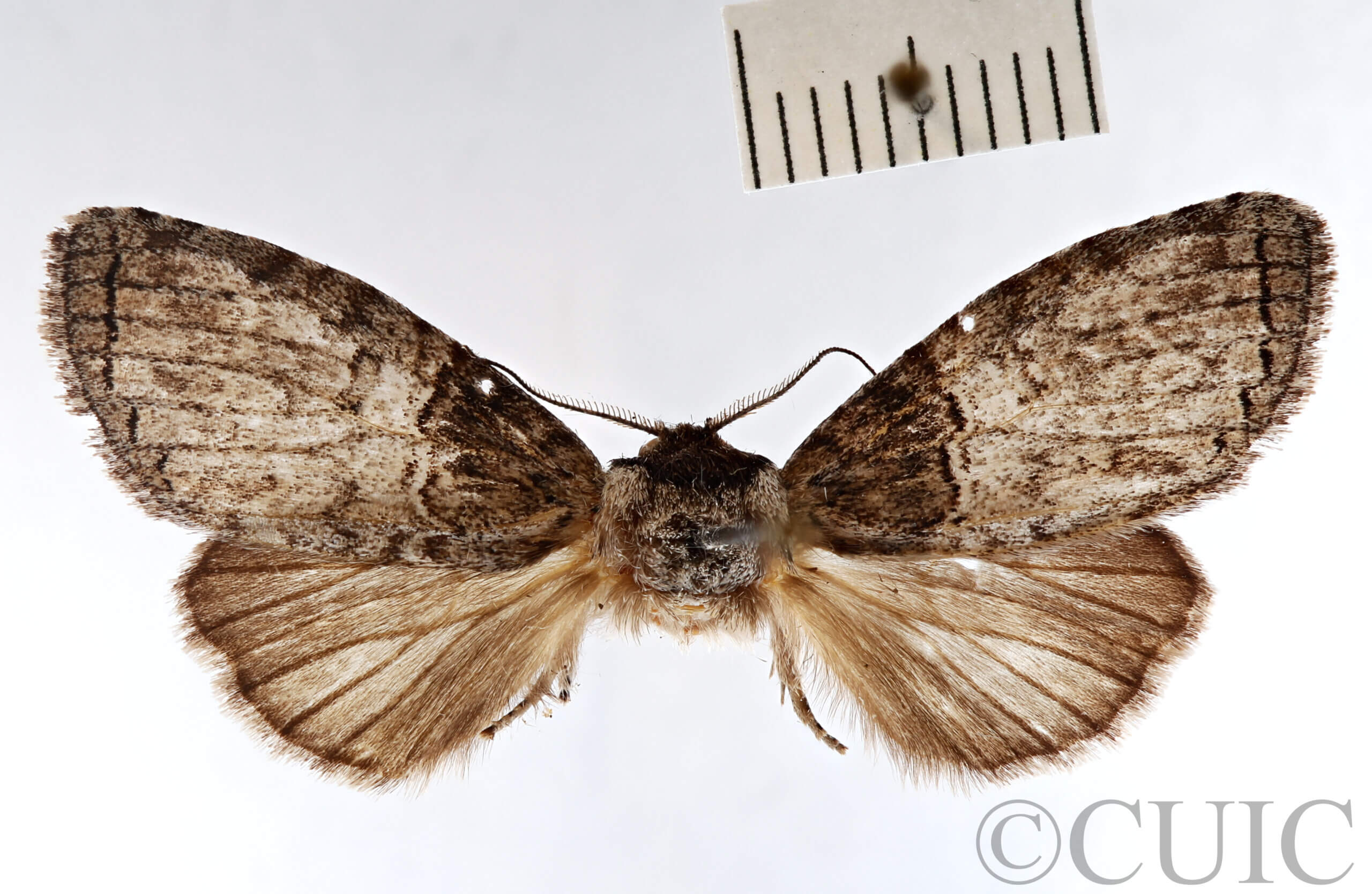 dorsal view of adult Afilia cinerea