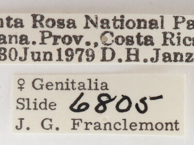 label view of adult Afilia cinerea