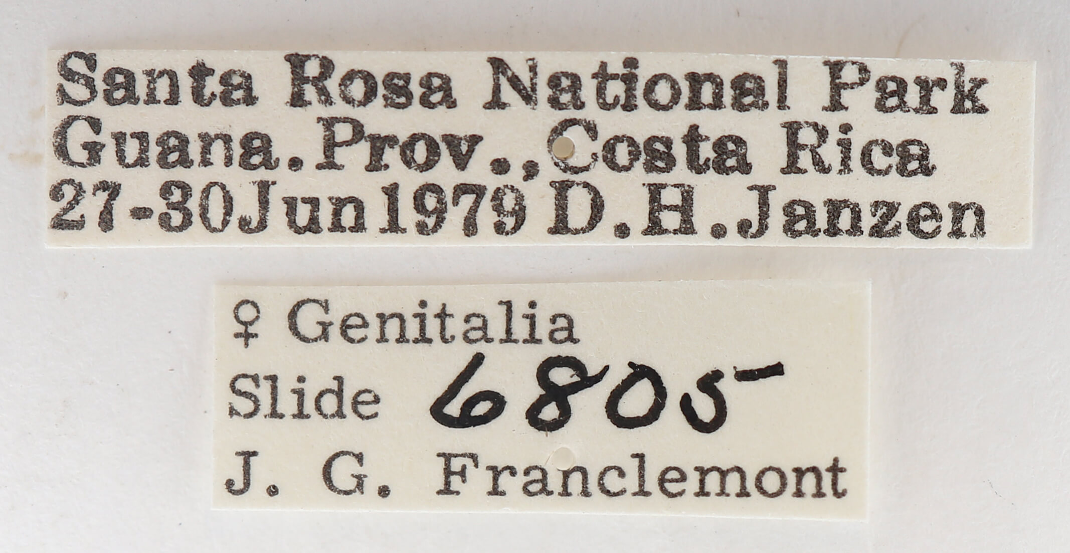 label view of adult Afilia cinerea