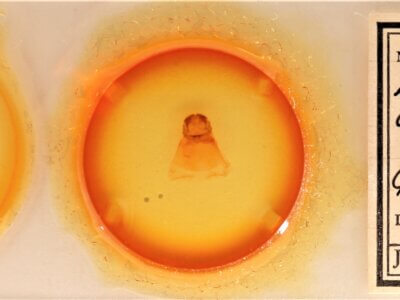 slide view of adult Afilia cinerea