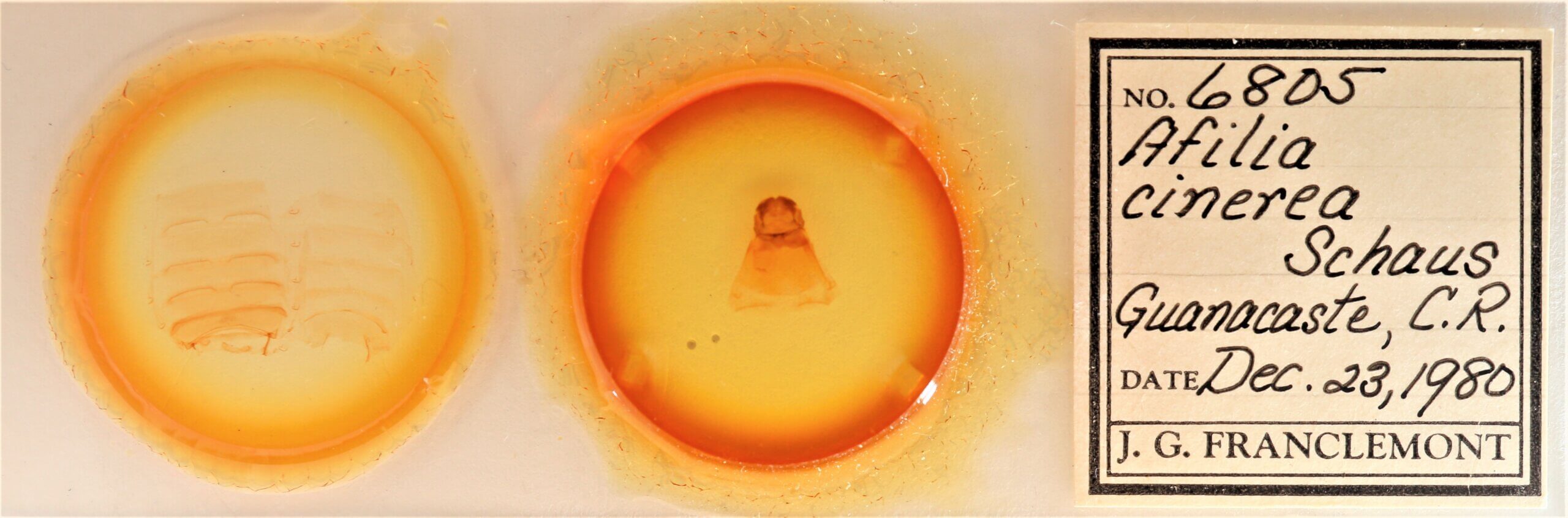 slide view of adult Afilia cinerea