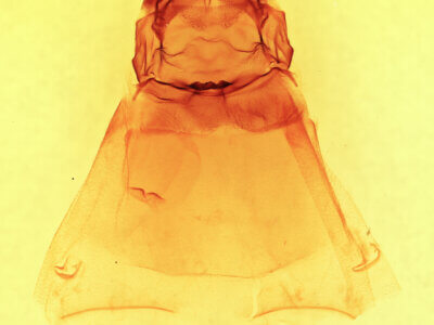 genitalia view of adult Afilia cinerea