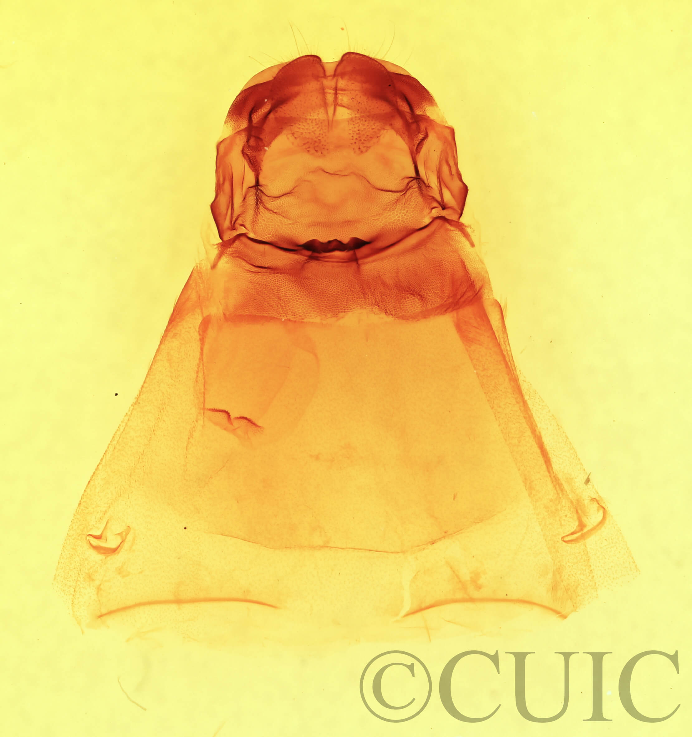 genitalia view of adult Afilia cinerea