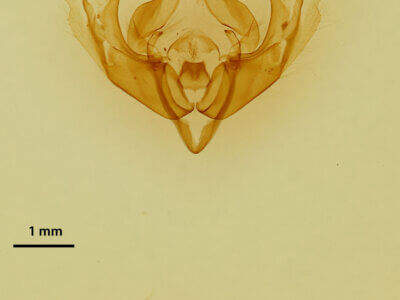 genitalia view of adult Protomiselia bilinea
