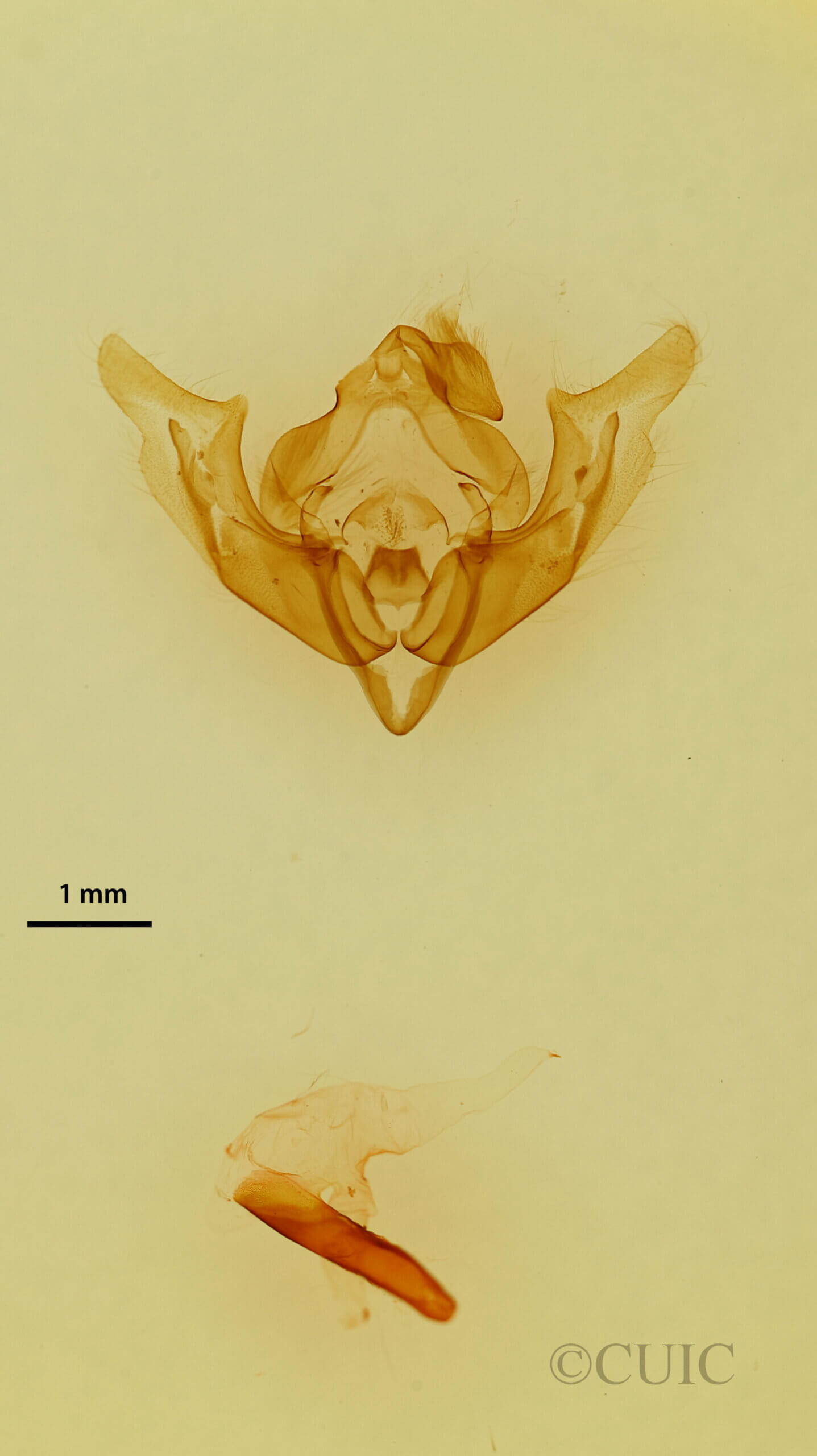 genitalia view of adult Protomiselia bilinea