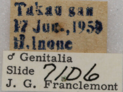 label view of adult Protomiselia bilinea