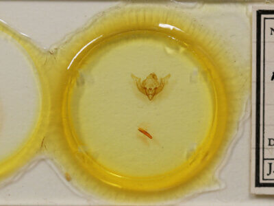 slide view of adult Protomiselia bilinea