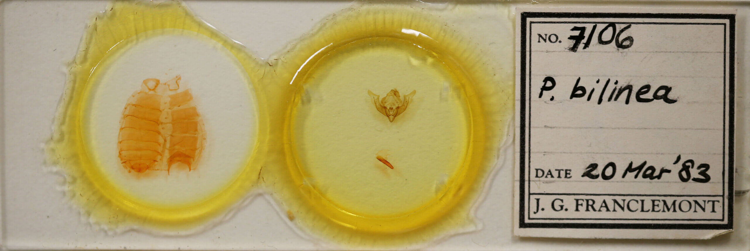 slide view of adult Protomiselia bilinea