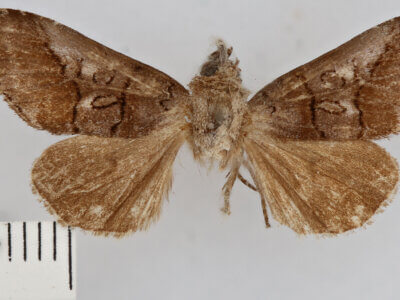 dorsal view of adult Protomiselia bilinea