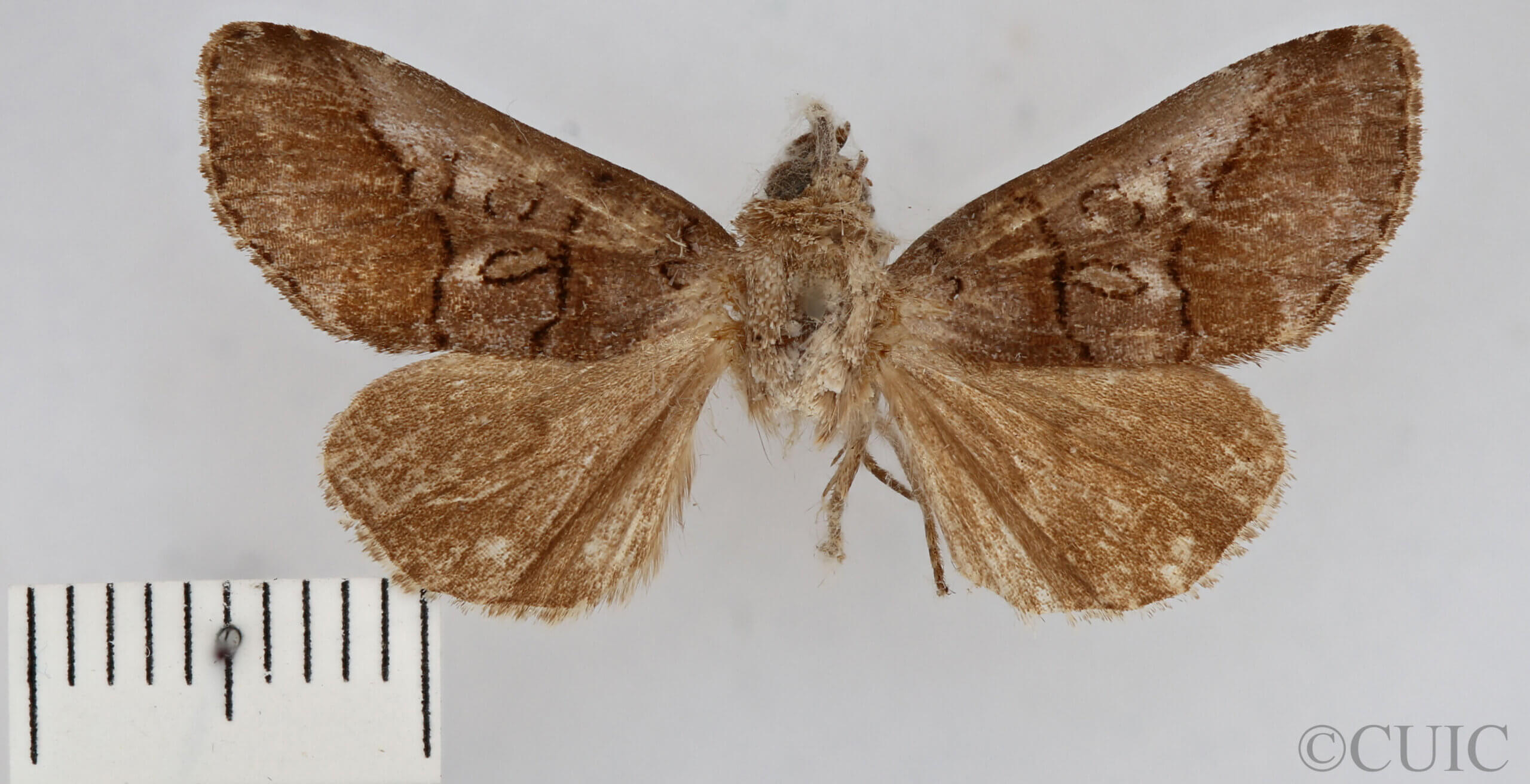 dorsal view of adult Protomiselia bilinea