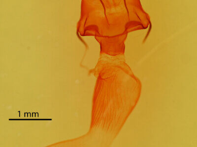 genitalia view of adult Protomiselia bilinea