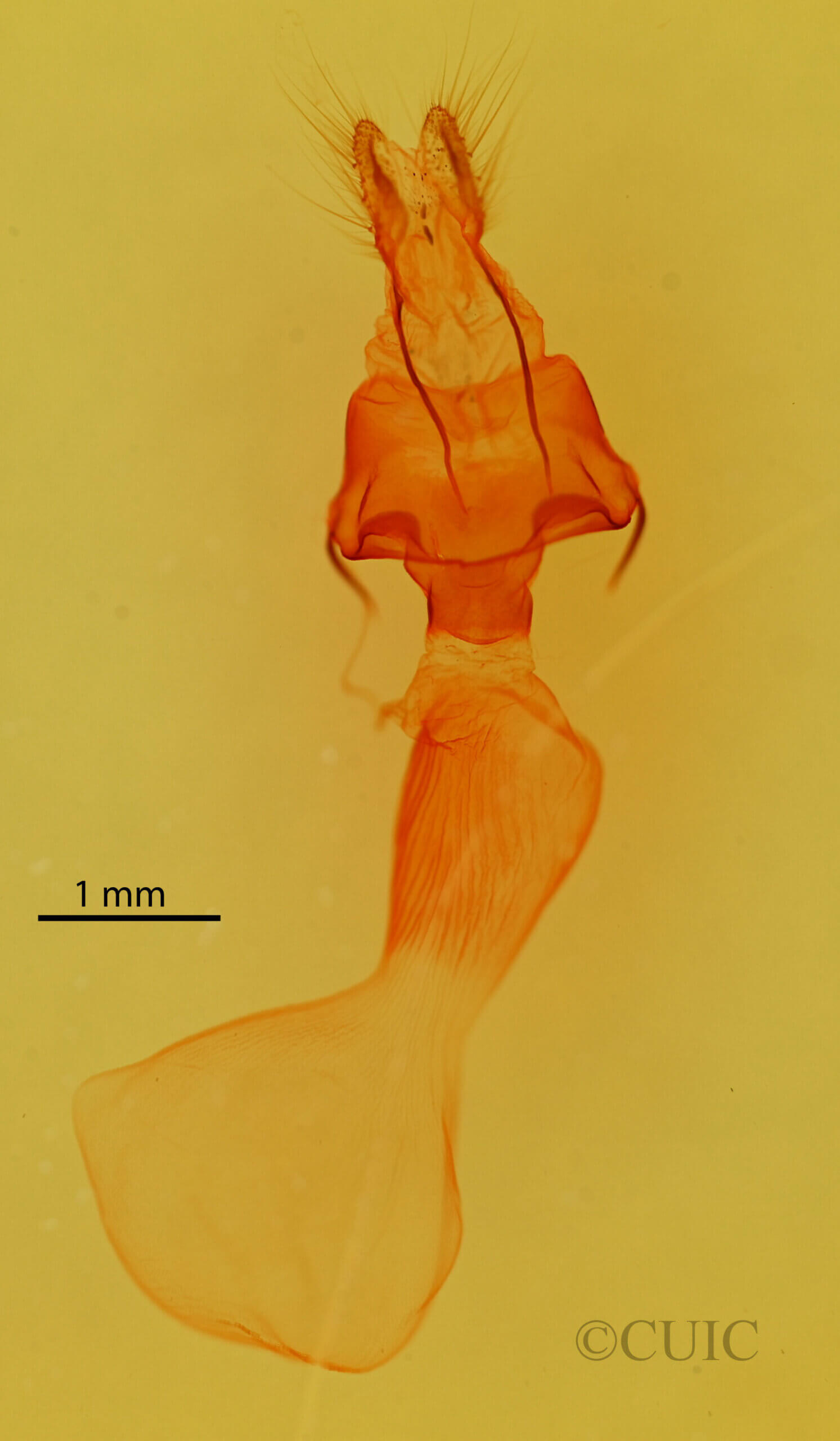 genitalia view of adult Protomiselia bilinea